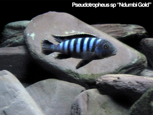 Pseudotropheus sp "Ndumbi Gold" Adult Male